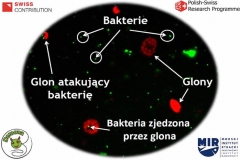 Plansza - stoisko pt. „Nie tylko rosiczka – drapieżne rośliny w skali mikro” na XII Bałtyckim Festiwalu Nauki