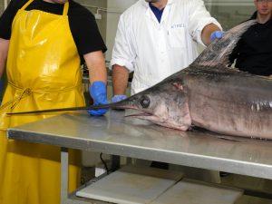 Rybacy wyłowili z Bałtyku ogromnego miecznika.