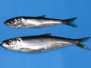 What we know about the current condition of herring
