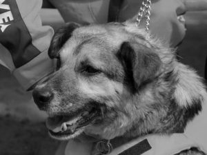 Dog Baltic passed away
