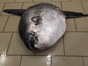 Ocean sunfish (Mola mola) in the vicinity of Krynica Morska, south-eastern region of the Gulf of Gdansk!