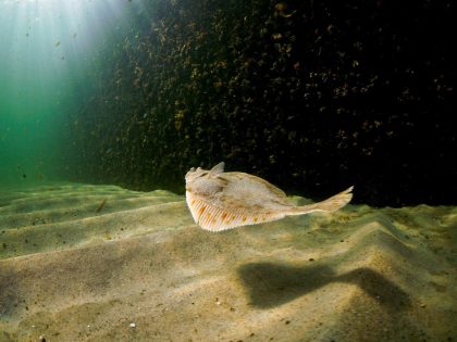 Wspólne stanowisko morskich  instytutów badawczych | Problem: Zanieczyszczenie ryb bałtyckich