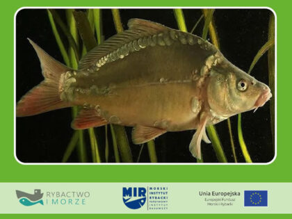 Zaproszenie na konferencję pt. „Zastosowanie nowoczesnych, kompleksowych technologii przetwarzania karpi w gospodarstwach akwakultury oraz zakładach przetwórstwa ryb”