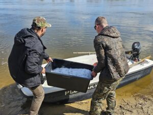Stocking of the Oder and Vistula River Basins with European Eel Anguilla anguilla (L.) as Part of the Implementation of the Eel Management Plan in Poland